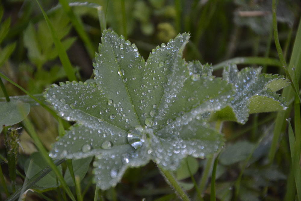 Schlechtes Ahornboden Wetter: Was tun bei Regen?